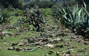 Por cortar 100 pencas de maguey en Epazoyucan, vinculan a dos