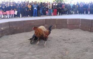 Hacían peleas de gallos en secundaria de Hidalgo; sancionan