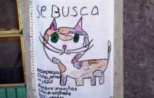 Con dibujo y Cheetos de recompensa, buscan a gatito en Mixquiahuala