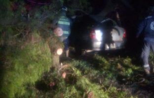 Una persona queda atrapada tras caer árbol a auto, en Tula