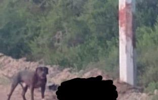 Muere hombre tras ser atacado por un perro en El Arenal