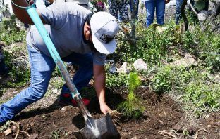 Plantarán en Hidalgo más de 8 millones de árboles