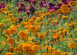 Vive el Festival de las Flores Doxey 2024