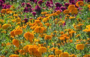 Vive el Festival de las Flores Doxey 2024