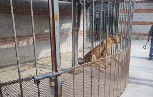 Rescata Profepa a león en domicilio de Hidalgo