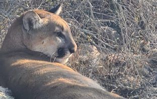 Muere puma tras caer en trampa en Hidalgo; denuncian a pobladores