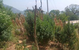 Agentes de la Policía Estatal aseguran sembradío de presunta marihuana