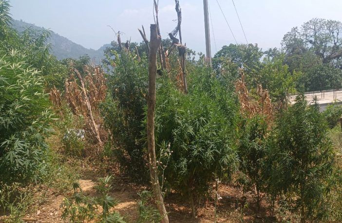 Agentes de la Policía Estatal aseguran sembradío de presunta marihuana
