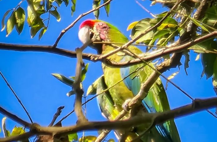 Detectan nuevas parvadas de guacamayas verdes en Hidalgo